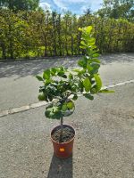 Citrus latifolia – Limettenbaum, ca. 110 cm