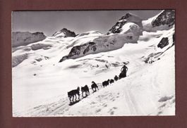 JUNGFRAUJOCH - Rottalhorn - Polarhunde