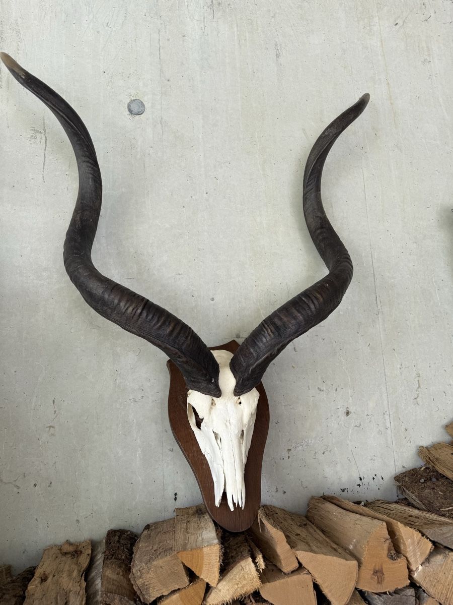 Altre raccolte & rarità: Kudu Antilope Schädeltrophäe Afrika – Usato da Stadel venduto da Atropa1969 7