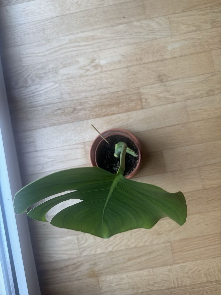 Piante & sementi: Monstera Deliciosa, Zimmerpflanze – Usato da Zug venduto da arlettek_ 1
