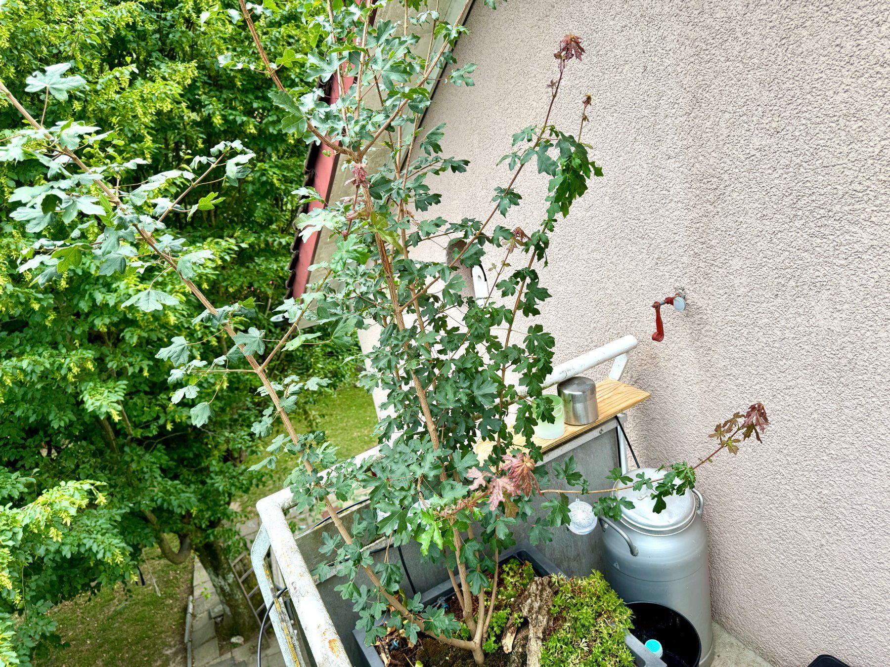Piante & sementi: Feldahorn (field maple) – Usato da Schlieren venduto da Edgar_k 4