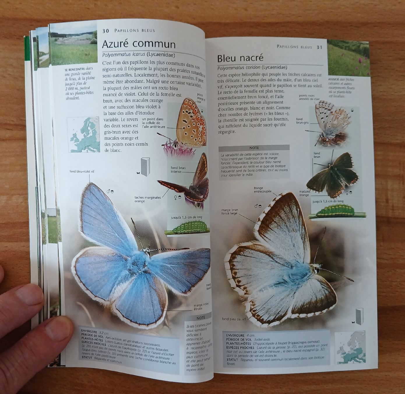 Libri: Papillons, Nature en poche – Usato da Le Sentier venduto da arc_2thy 6
