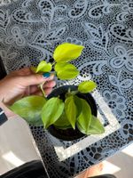 Philodendron Brasil – Sano/Gesund (Chunky Mix)