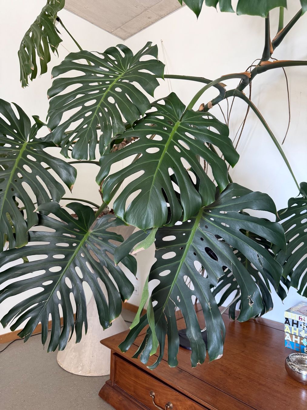 Piante & sementi: Monstera XXL – Usato da Zürich venduto da dudeli83 6