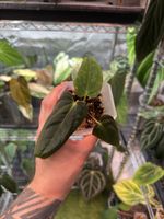 Anthurium Antolakii BVEP (Round’ x Ra1) x Self | offshoot