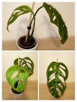 Monstera Esqueleto