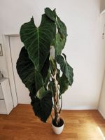 Philodendron Splendid – ca. 2m hoch, an Moosstange