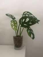 Monstera adansonii im Glas 🤩🌱🐒