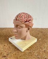 3B Scientific C25  Gehirnmodell mit Arterien, 8-teilig
