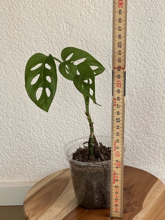 Monstera Adansonii Ableger