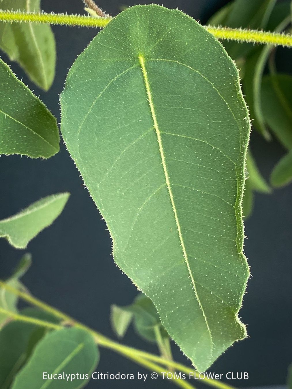 Piante & sementi: Corymbia Citriodora - Zitronen-Eukalyptus stark duftend – Nuovo e nell'imballaggio originale da Adliswil venduto da astom369 6
