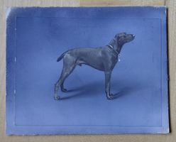 antikes Foto eines Zuchthunds Weimaraner