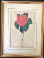 Aquarell CINEBARIA ca. 1880 Bild Blume Gemälde Zeichnung