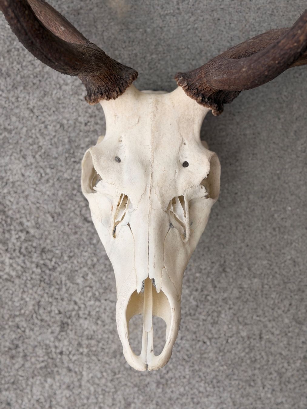 Monde des animaux: Hirschgeweih – D'occasion à Küsnacht ZH par Icon21 1