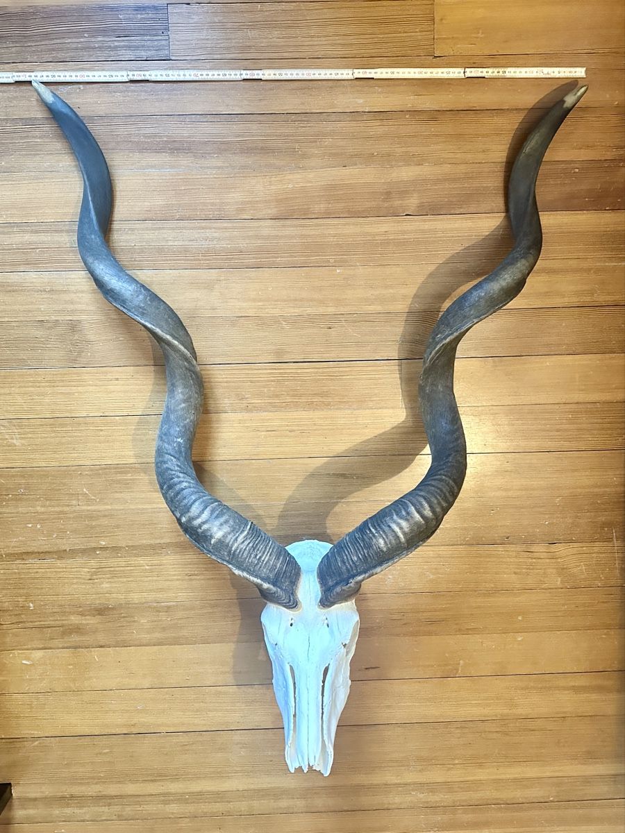 Altre raccolte & rarità: Kapitale Kudu Trophäe – Usato da Wallisellen venduto da andenmdd 1