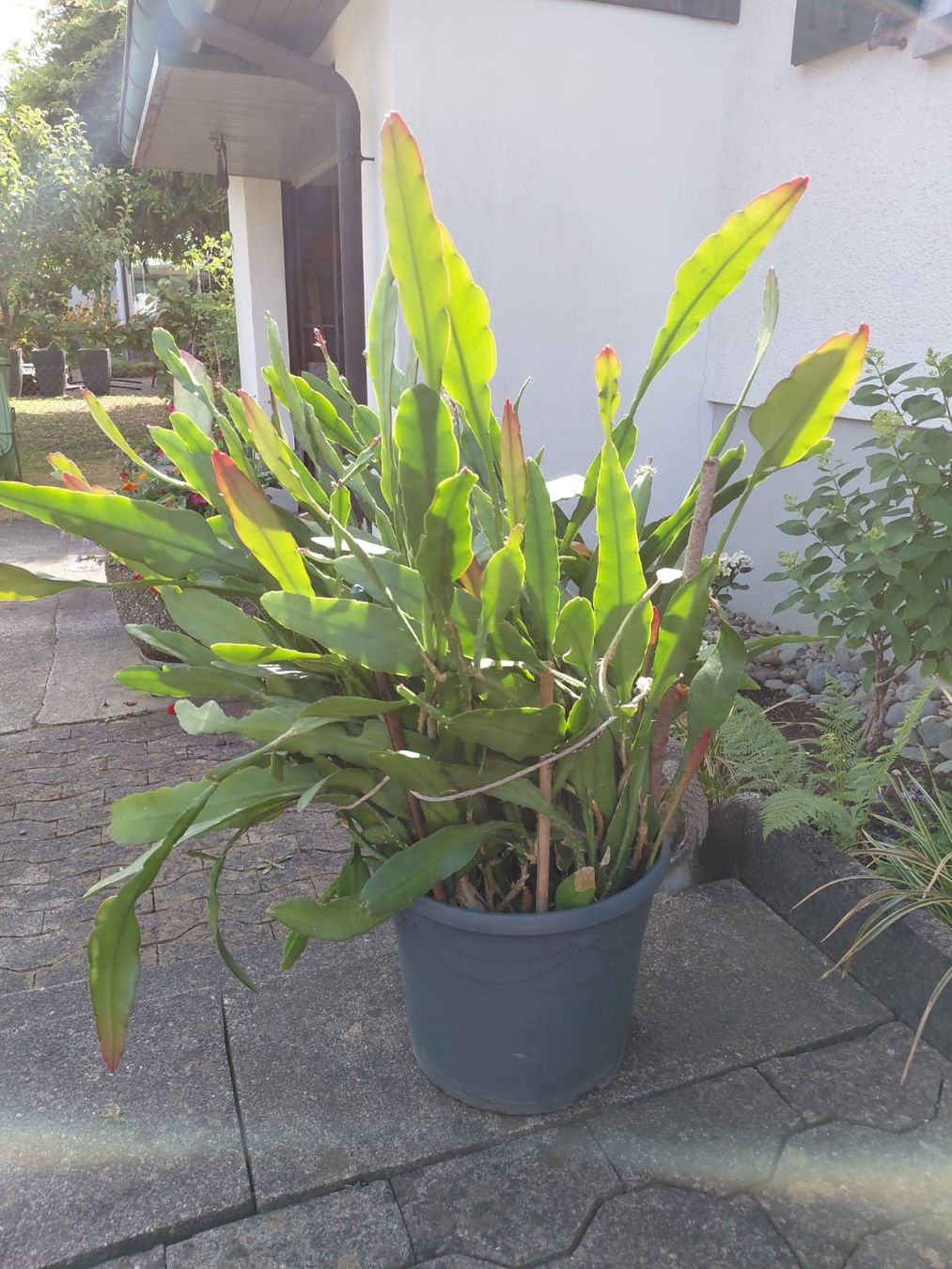 Plantes & graines: Blattkaktus – D'occasion à Frauenfeld par stonefishstony 3
