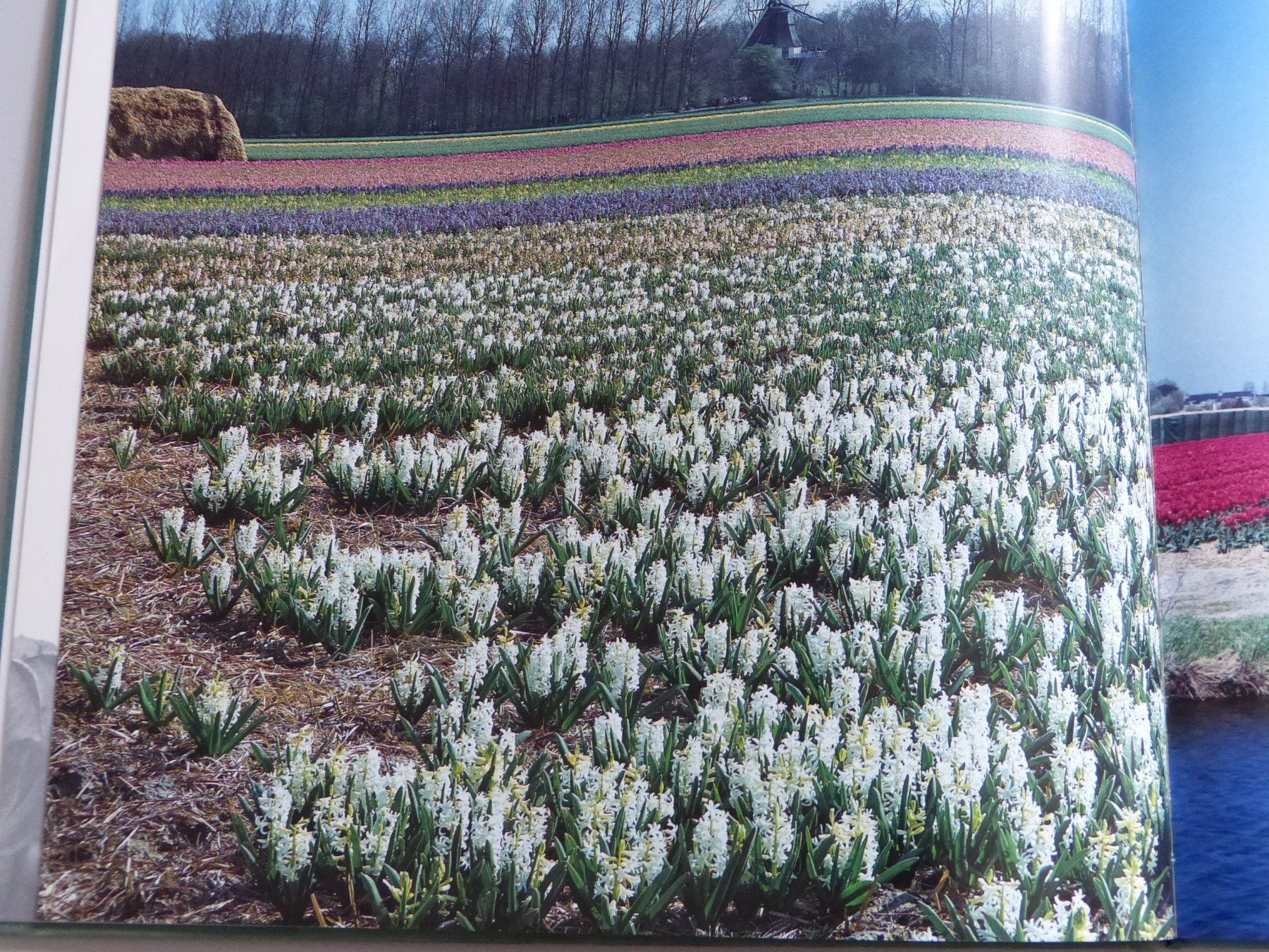Bücher: Holland  Fascinating  Flowerfields – Gebraucht aus Altendorf von Hoppla45 2