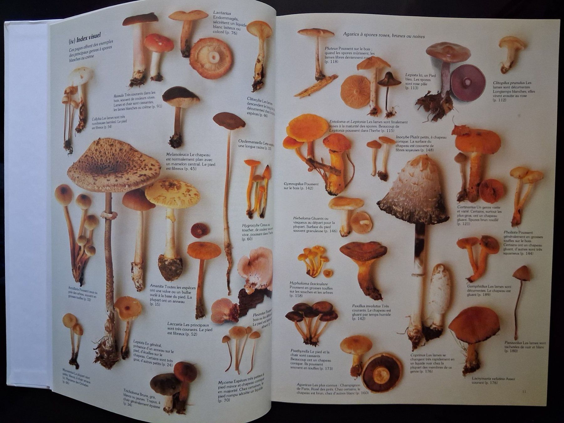Libri: Livre "Les champignons" Roger Phillips - 1981 – Usato da Cartigny venduto da pgc_fk9s 3