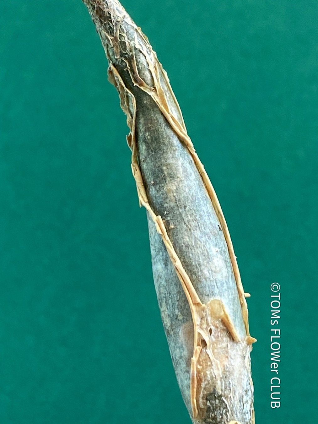 Piante & sementi: Bursera Fagaroides / Duft-Bursera . – Nuovo e nell'imballaggio originale da Adliswil venduto da astom369 1