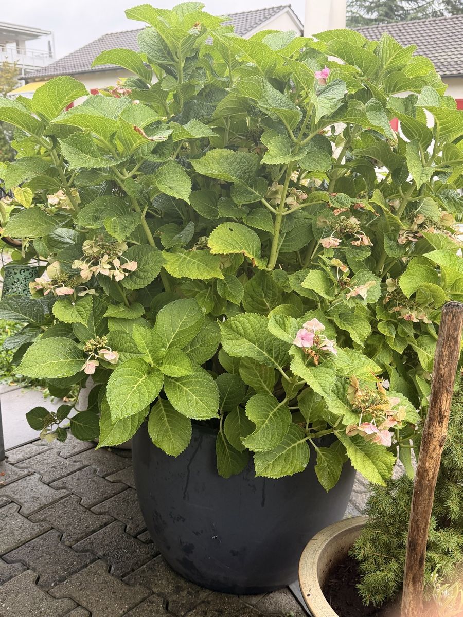 Piante & sementi: Grosse Hortensie im Topf  – Usato da Zürich venduto da Camerountiger 2