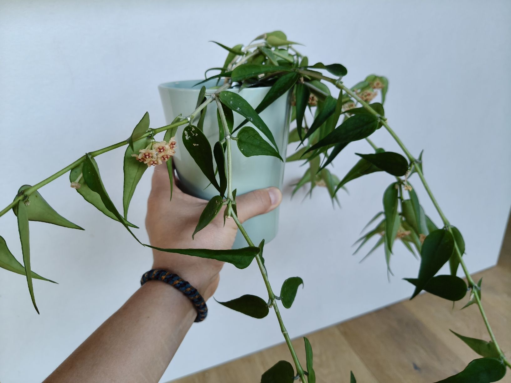 Plantes & graines: Hoya Burmanica – D'occasion à Chamoson par Yuriyaa 2