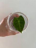 😍 Alocasia Frydek Baby (Nr. 1)