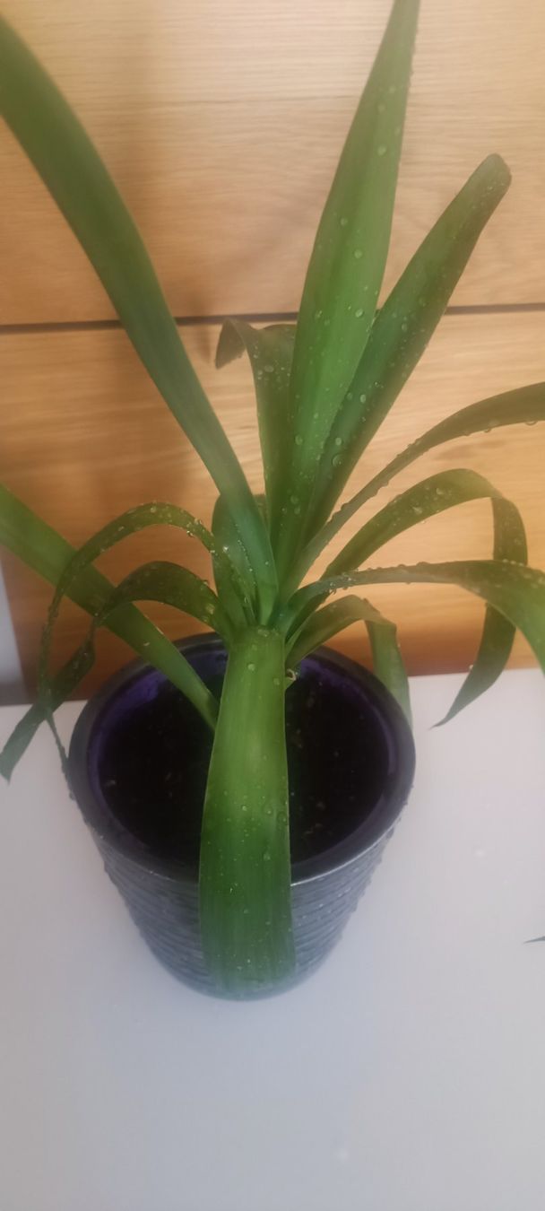 Piante & sementi: Yucca (45 cm inkl. Topf) – Usato da Bern venduto da sv-trade 3