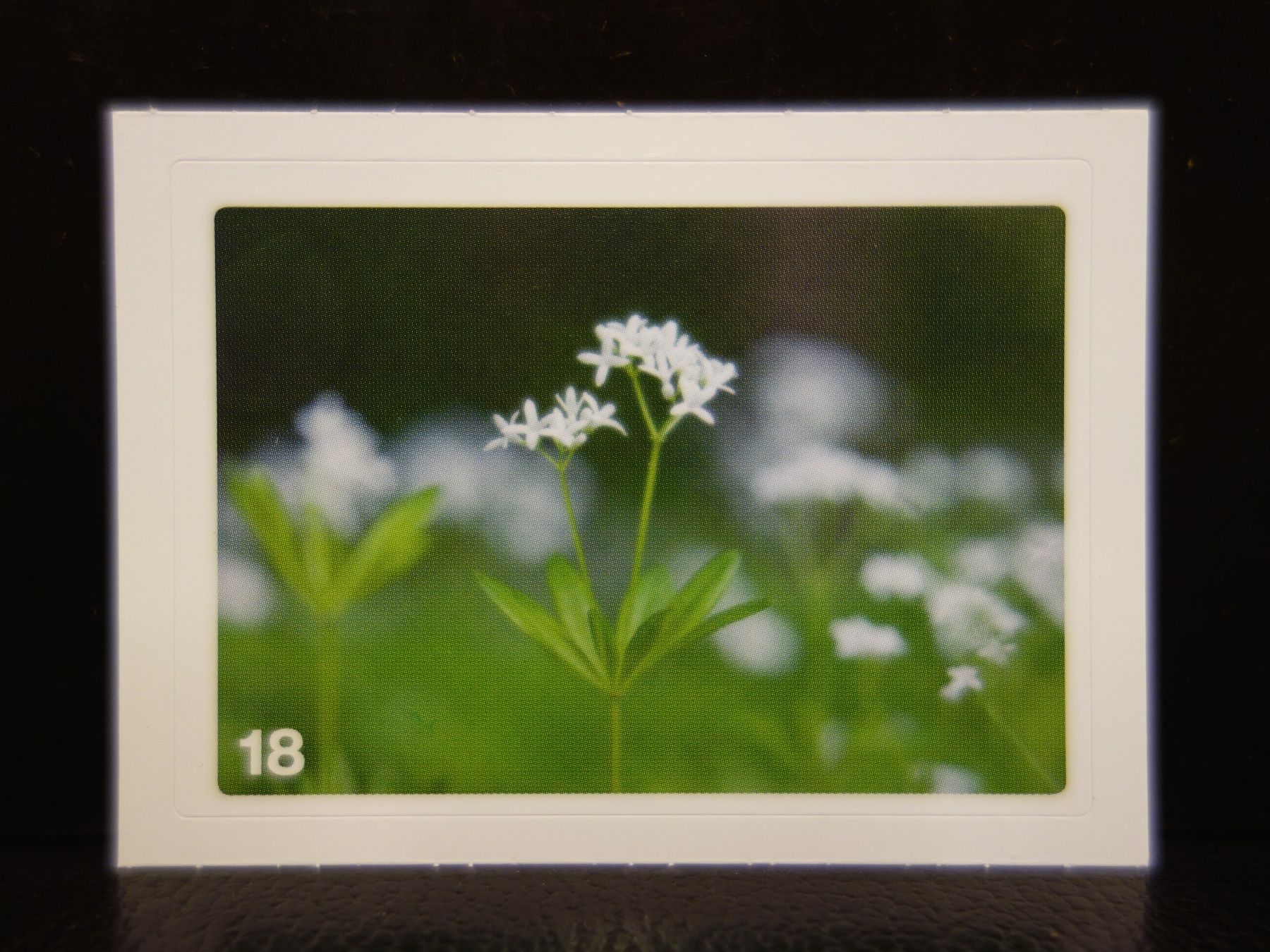 Migros Carte collezionabili: MIGROS MANIA Nature Detectives Nr. 18 – Nuovo e nell'imballaggio originale da Kerzers venduto da djstarsky73