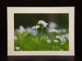 MIGROS MANIA Nature Detectives Nr. 18
