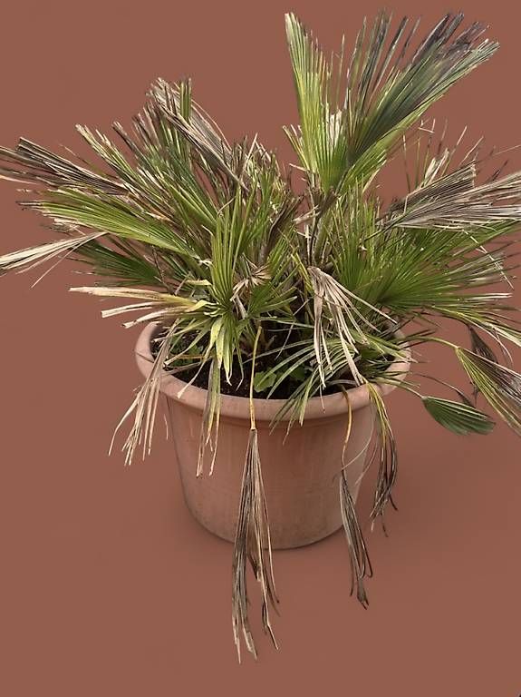 Plantes & graines: Zwergpalme – D'occasion à Luzern par didi_k05