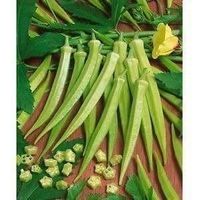 OKRA GOMBO CLEMSON  15g