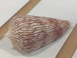 Muschel Conus Kuroharai Triplofusus 60mm Muscheln Cebu Shell