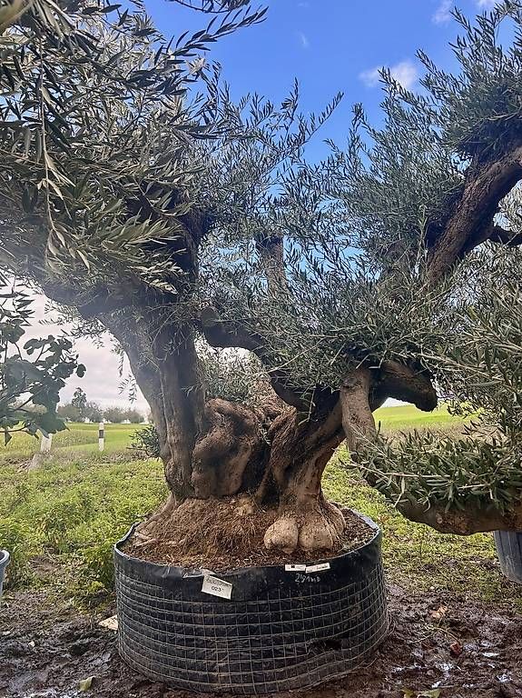 thuja smaragd Thuja "Smaragd" (180 - 200 cm) im 20L Topf Buschig XXL