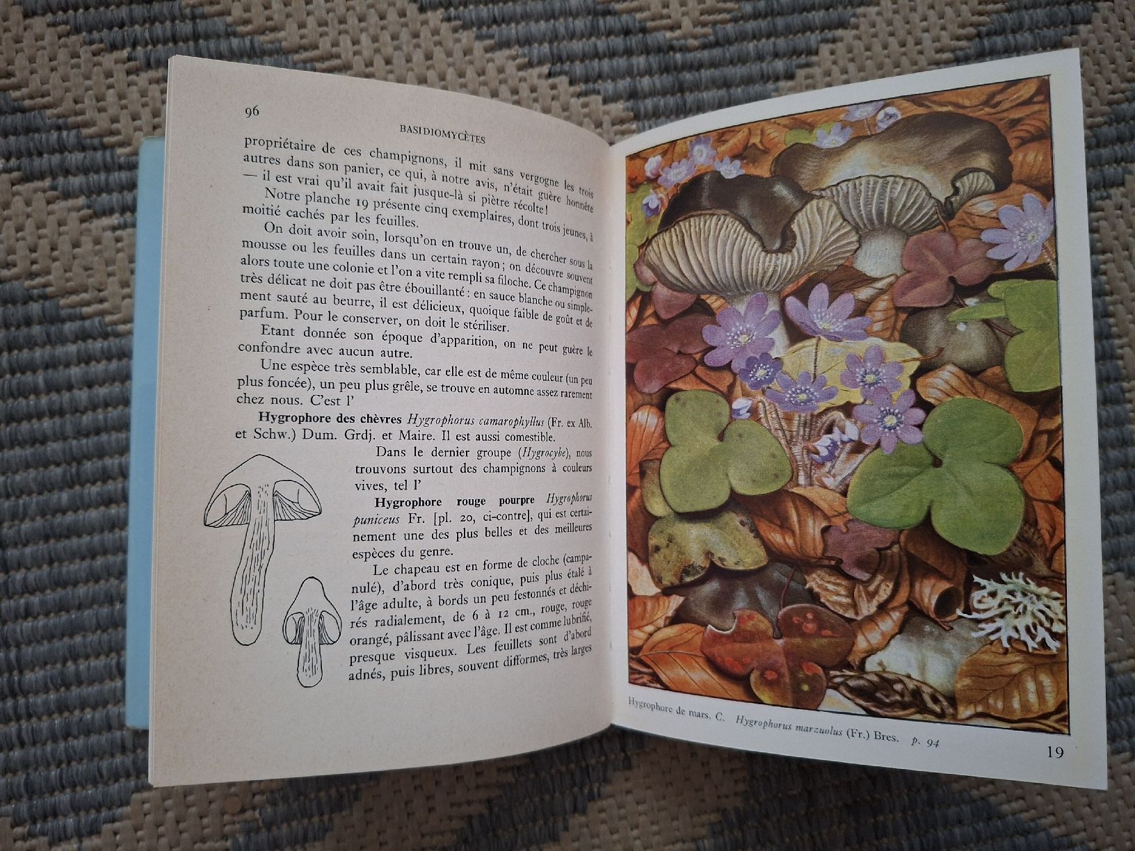 Libri: Livre Les Champignons dans la Nature J. Jaccotet  – Usato da Lausanne venduto da bagadou 2