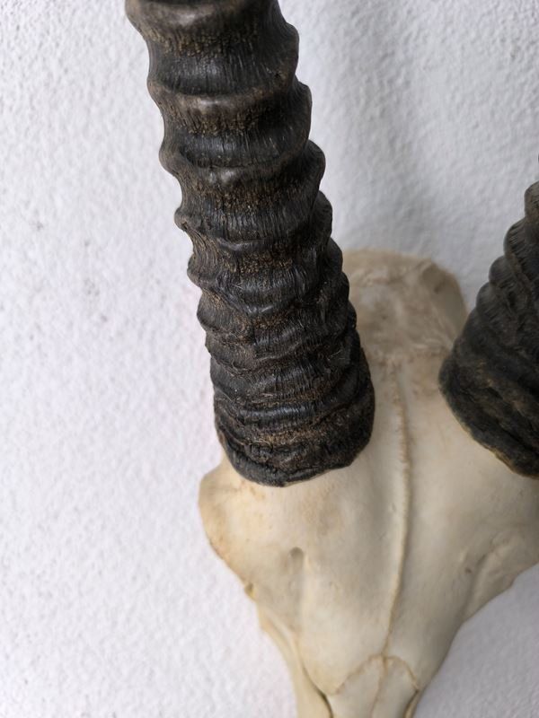 Autres collections & raretés: echten Schädel einer Oryx Antilope – D'occasion à Rüti ZH par Restwert_Rueti_ZH 1