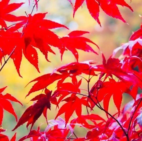 Piante & sementi: JAPANISCHER AHORN : 10 SAMEN‪ – Usato da Rovio venduto da POSITIFFARTandPLANTS