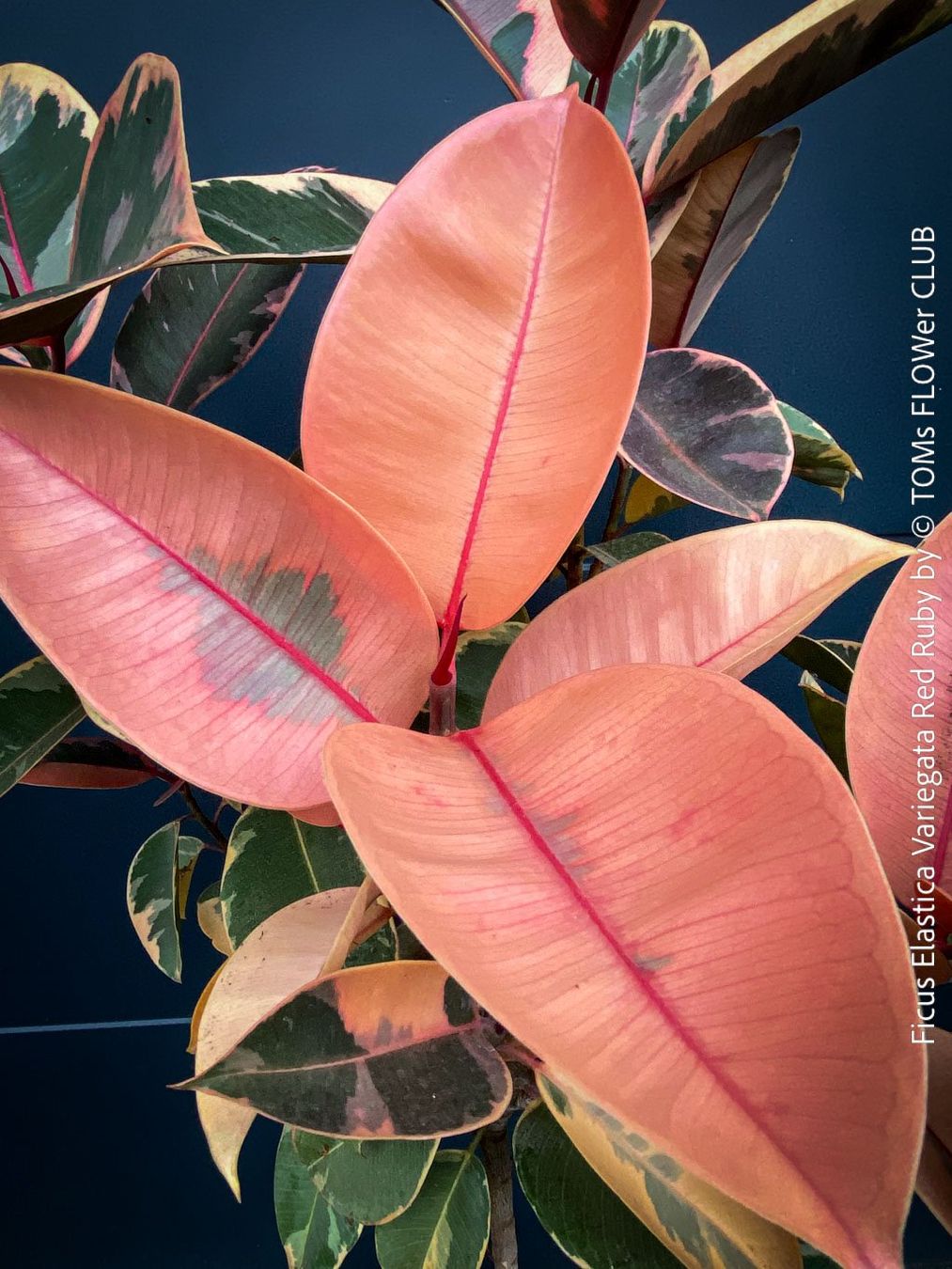 Piante & sementi: Ficus Elastica Variegata Red Ruby - rund 140cm Bäumchen – Nuovo e nell'imballaggio originale da Adliswil venduto da astom369 6