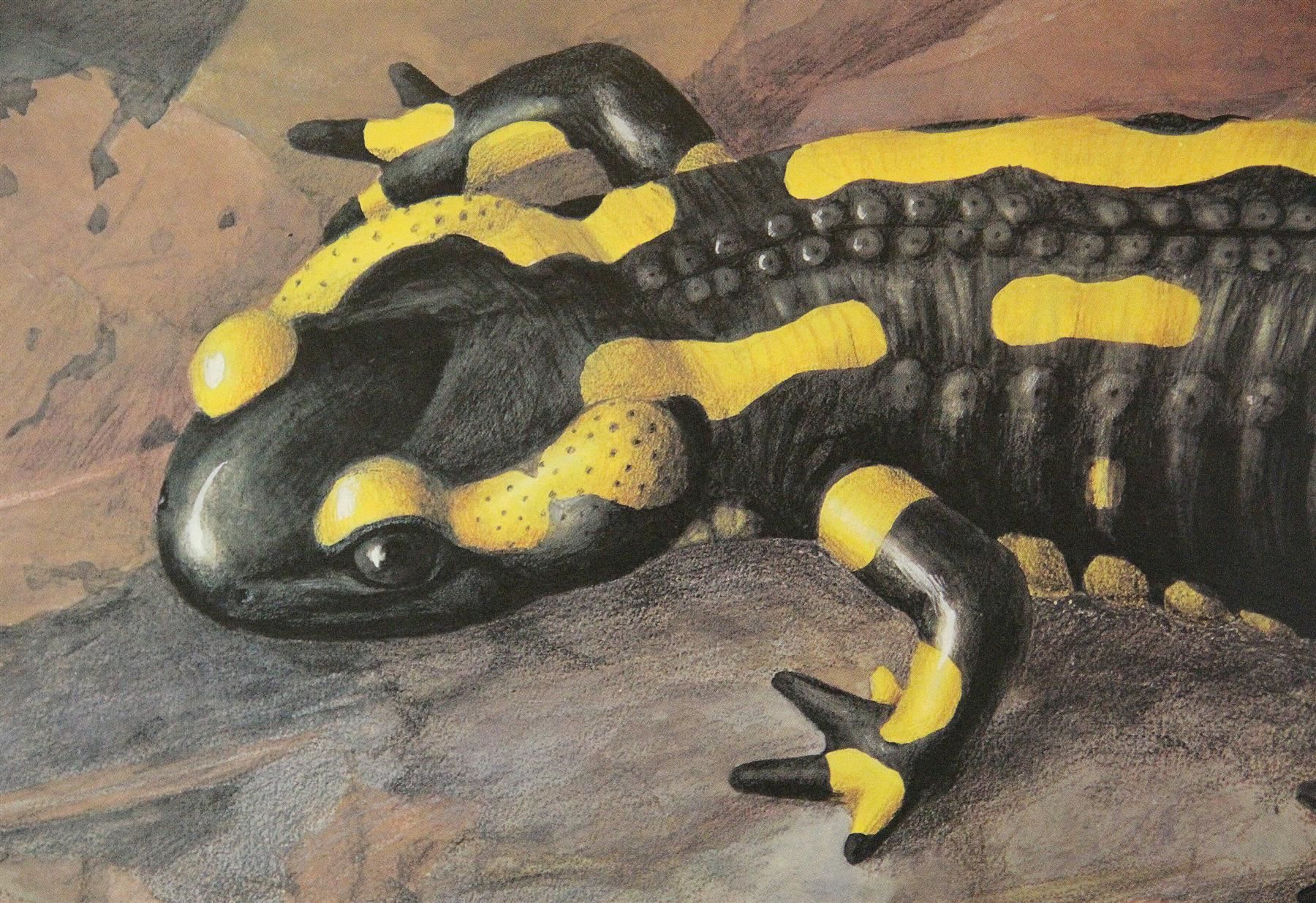 Poster & Bilder: Schulwandbild "Feuersalamander" M. Seitz – Gebraucht aus Birrwil von brandschatz_birrwil 6