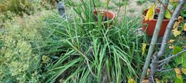 Fakellilie ab Garten