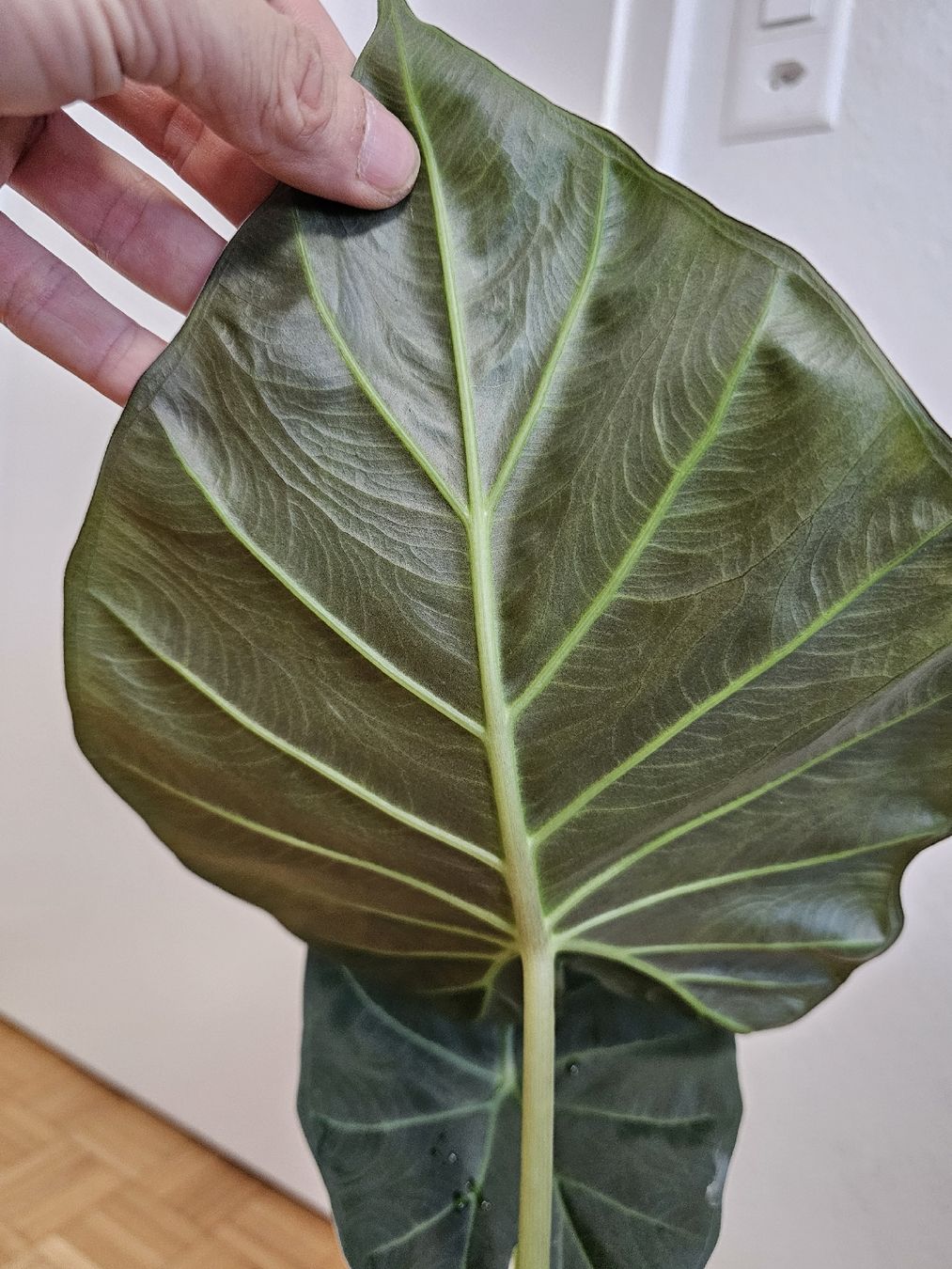 Piante & sementi: Grosse Mutterpflanze Alocasia Regal Shields – Nuovo (secondo la descrizione) da Utzenstorf venduto da Dac_mk 1