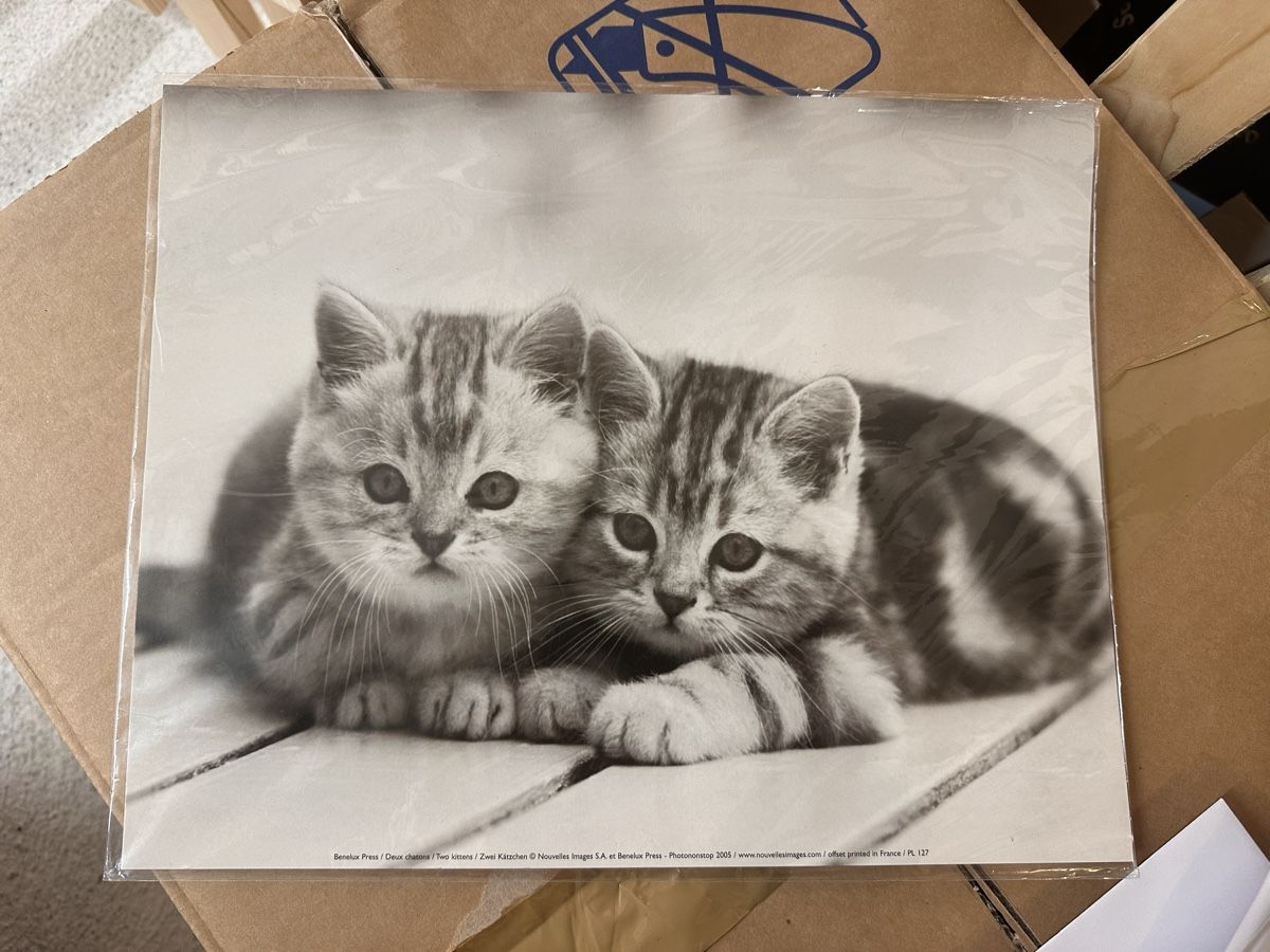 Poster & Bilder: Süsses Katzenposter - Neu & OVP – Neu und originalverpackt aus Oberurnen von jasmin2fel