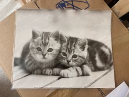 Süsses Katzenposter - Neu & OVP