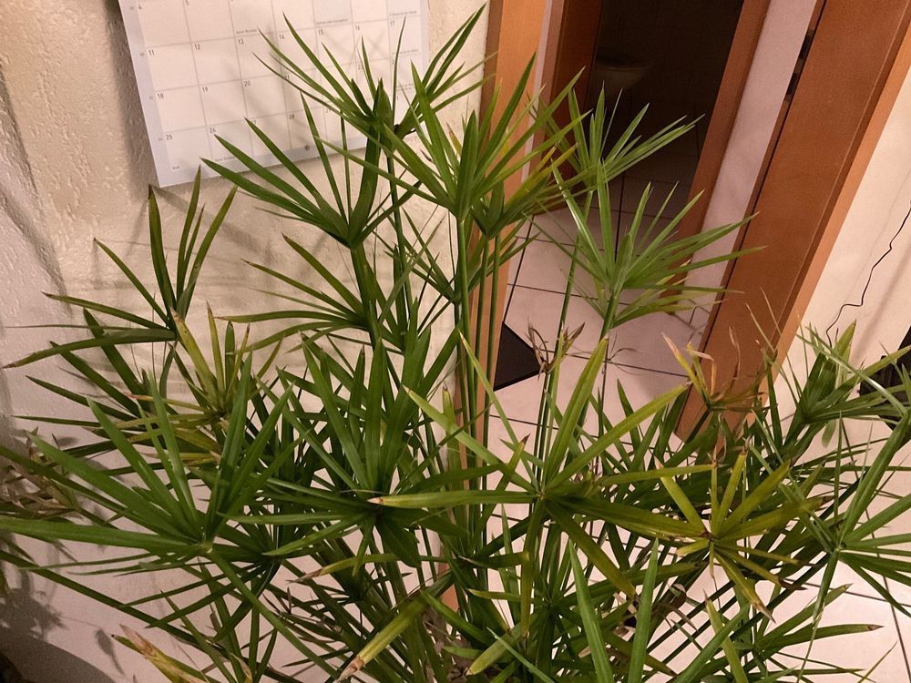 Plantes & graines: Papyrus, 2x boutures prête à tremper pour germination 🌱 – Neuf (Voir description) à Avenches par Tinkey
