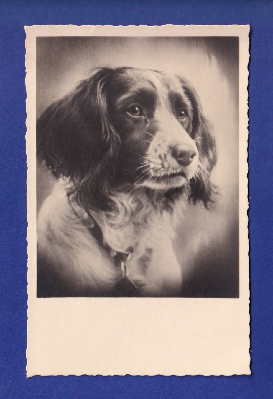 Cartoline postali: CHIEN / HUND – Usato da Pully venduto da nicecards-shop
