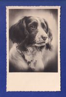CHIEN / HUND