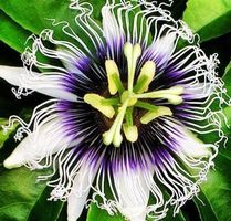 Ab 5.- fr 10 SAMEN MARAKUJA PASSIFLORA EDULIS PASSION FRUIT‪