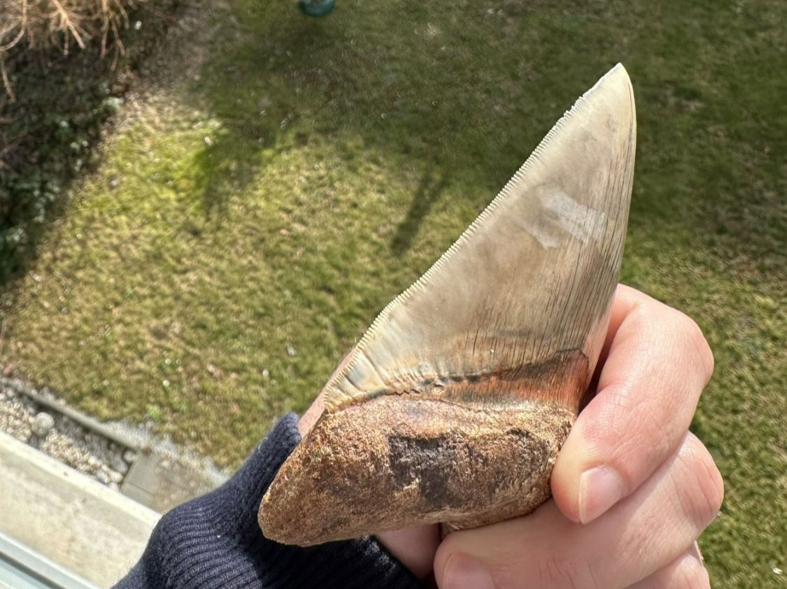 Fossili: Top Megalodon Zahn Indonesien – Usato da schüpfen venduto da rica122 2