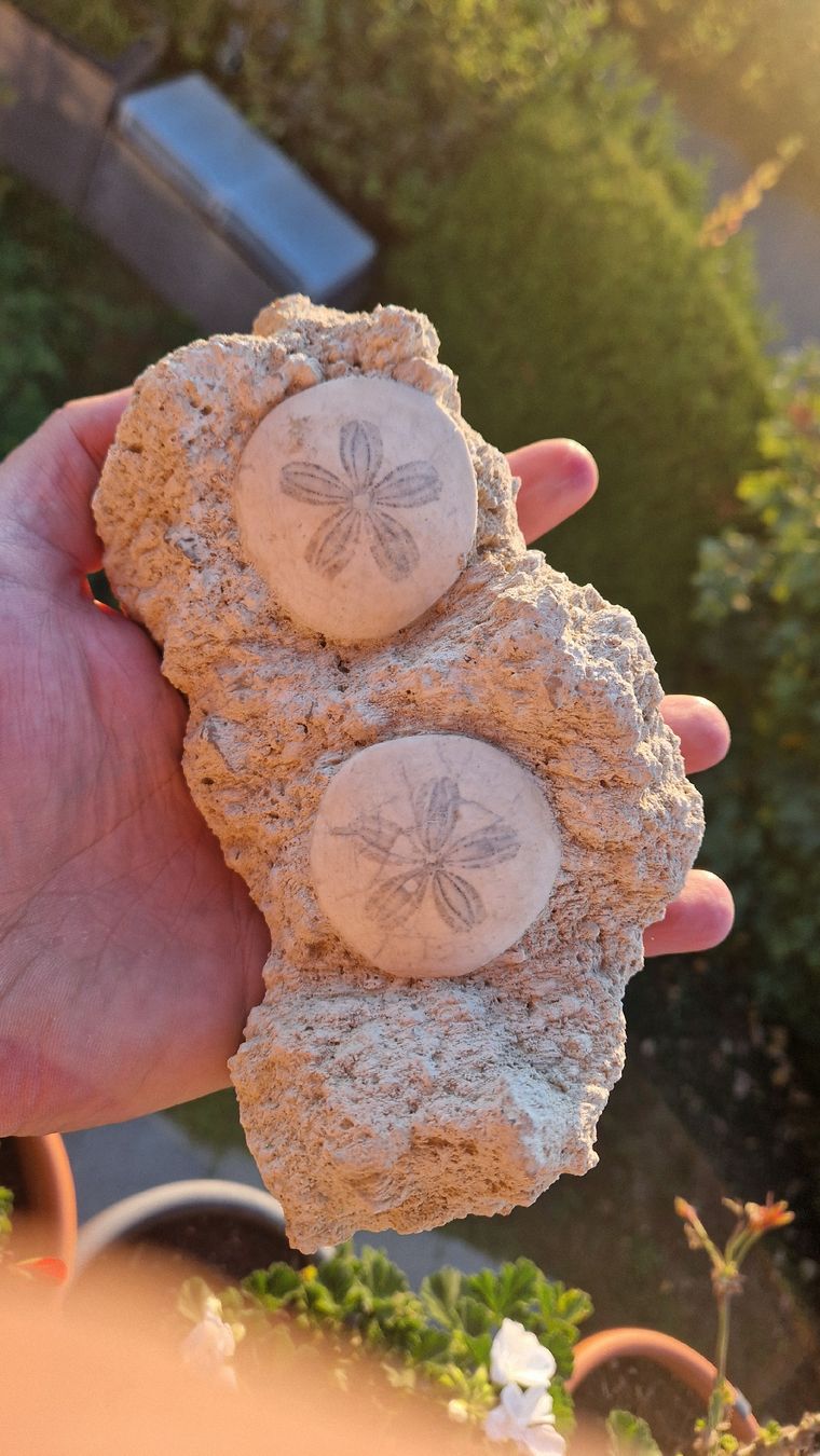Fossilien: Schöner fossiler Seeigel  – Gebraucht aus Niederhasli von rehauge01 3