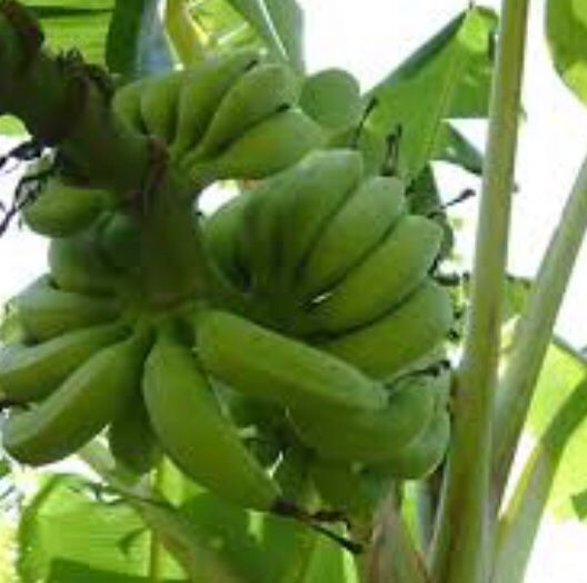 Piante & sementi: Ab 5.- fr 1 STK SAME ECHTE BANANEN PALME‪ – Nuovo e nell'imballaggio originale da Rovio venduto da POSITIFFARTandPLANTS