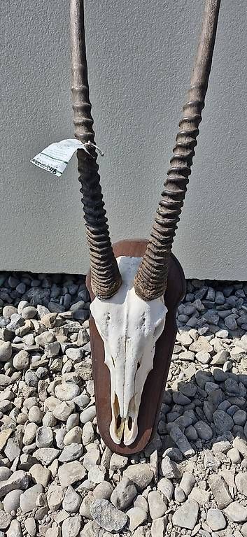 Sonstiges zum Sammeln & Seltenes: Schädel einer Oryxantilope – Gebraucht aus Düdingen von patrick.r.